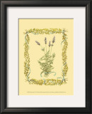 Buy Lavender at AllPosters.com
