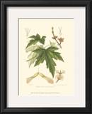 Buy White Maple at AllPosters.com