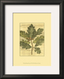 Weathered Oak Leaves I