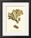 Buy Jewels of the Sea I at AllPosters.com