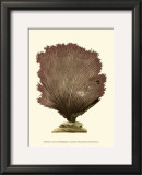 Buy Jewels of the Sea III at AllPosters.com