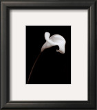Calla