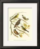 Buy Canaries and Cage Birds III at AllPosters.com