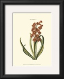 Buy Antique Hyacinth V at AllPosters.com