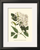 Buy Blossoming Vine IV at AllPosters.com