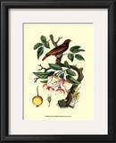 Buy Bird in Nature IV at AllPosters.com