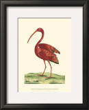 Buy Red Ibis at AllPosters.com