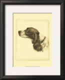 Danchin Cocker Spaniel