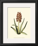 Buy Antique Hyacinth XVI at AllPosters.com