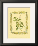 Buy Sage at AllPosters.com