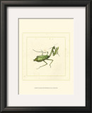 Green Mantis