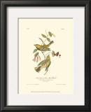Black-Throated Green Wood Warbler