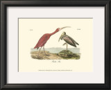 Scarlet Ibis