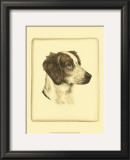 Danchin Brittany Spaniel