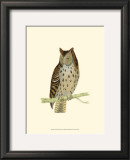 Buy Mottled Owl at AllPosters.com