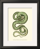 Buy Vibrant Snake I at AllPosters.com
