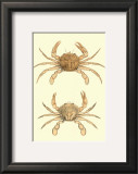 Buy Antique Crab III at AllPosters.com