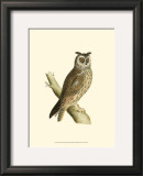Buy Long Eared Owl at AllPosters.com