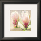 Buy Magnolia Soulangiana at AllPosters.com
