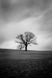 Twin Oaks III