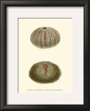 Buy Jewels of the Sea IV at AllPosters.com