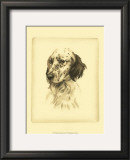 Danchin Setter
