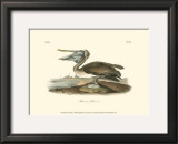 Brown Pelican