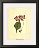 Red Curtis Botanical IV