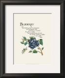 Blueberry