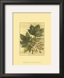 Weathered Maple Leaves II
