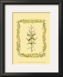 Buy Peppermint at AllPosters.com