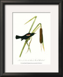 Blackbird