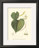 Buy American Linden at AllPosters.com