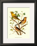 Buy Domestic Bird Family VI at AllPosters.com