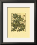 Weathered Maple Leaves I