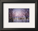 Buy Change: Snowy Trees at AllPosters.com