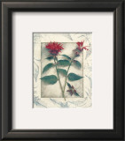 Buy Bee Balm at AllPosters.com