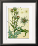 Buy Cardus at AllPosters.com