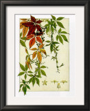 Buy Hedera at AllPosters.com