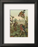 Finches