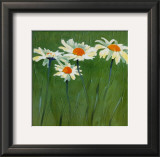 Buy White Daisies at AllPosters.com