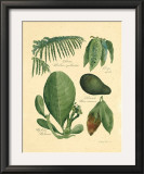 Buy Rainforest Collection I at AllPosters.com