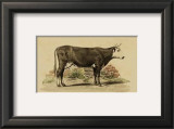 Buy Antique Cow IV at AllPosters.com
