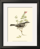 Barred Warbler