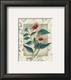 Echinacea