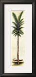 Palm III