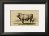 Buy Antique Cow I at AllPosters.com