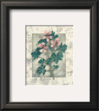 Buy Pelargonium at AllPosters.com