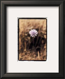 Wildflower I