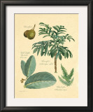 Buy Rainforest Collection II at AllPosters.com